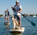 Beautiful Nadia : Nadia, the Husky whose humans were our neighbors on the dock, took to paddle boarding like a pro. Such poise for a first-timer!